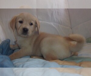 Labrador Retriever Puppy for sale in CALIENTE, CA, USA