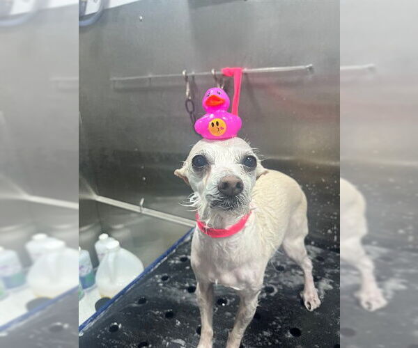 Medium Photo #2 Chihuahua-Unknown Mix Puppy For Sale in San Antonio, TX, USA