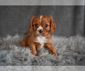 Cavalier King Charles Spaniel Puppy for sale in MILLERSBURG, OH, USA