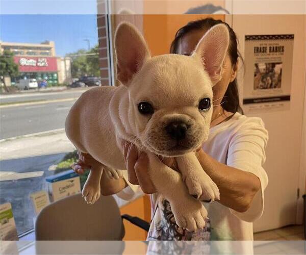 Medium Photo #1 French Bulldog Puppy For Sale in WINDERMERE, FL, USA