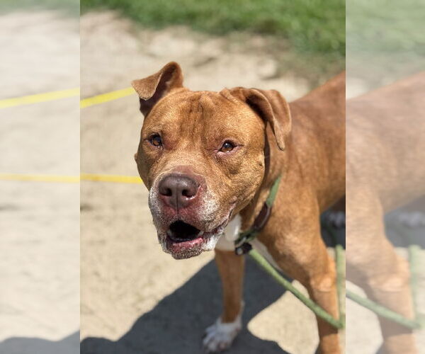 Medium Photo #6 Mutt Puppy For Sale in Virginia Beach, VA, USA