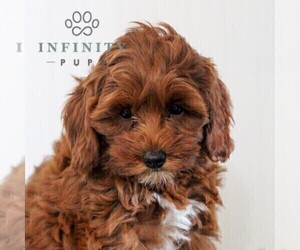 Cavapoo Puppy for sale in EAST EARL, PA, USA