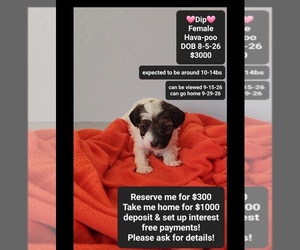 Havapoo Puppy for sale in TUCSON, AZ, USA