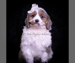 Puppy Cherry Sparkle Cavapoo (Miniature)