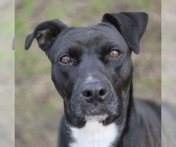 Medium Photo #1 Boxador Puppy For Sale in Anniston, AL, USA