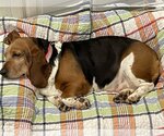 Small Photo #3 Basset Hound Puppy For Sale in Brookville, OH, USA