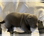 Puppy 1 American Bully