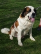 Small Photo #1 Saint Bernard Puppy For Sale in LANCASTER, MO, USA
