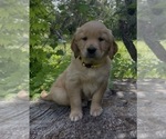 Puppy Arwen Golden Retriever