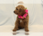 Small Photo #5 Goldendoodle Puppy For Sale in PRESCOTT VALLEY, AZ, USA