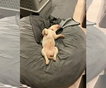 Small #6 American Bulldog-French Bulldog Mix
