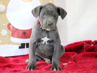 Cane Corso Puppy for sale in MOUNT JOY, PA, USA