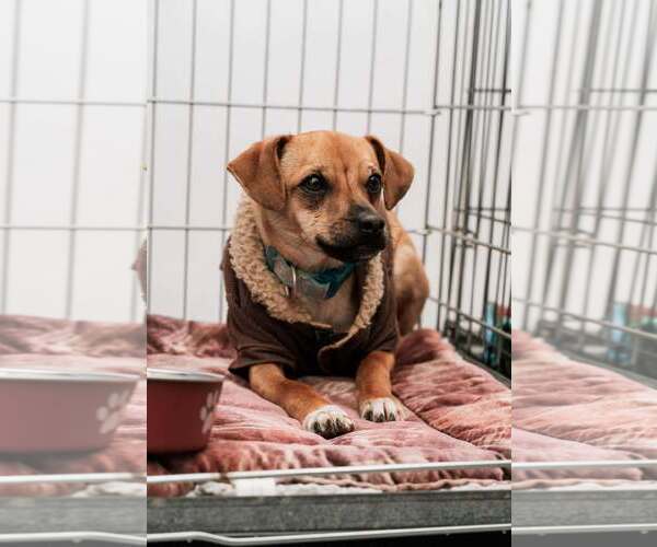 Medium Photo #2 Chihuahua-Unknown Mix Puppy For Sale in Visalia, CA, USA