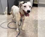 Small #16 English Setter-Labrador Retriever Mix