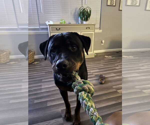 Medium Photo #2 Rottweiler Puppy For Sale in White Hall, AR, USA