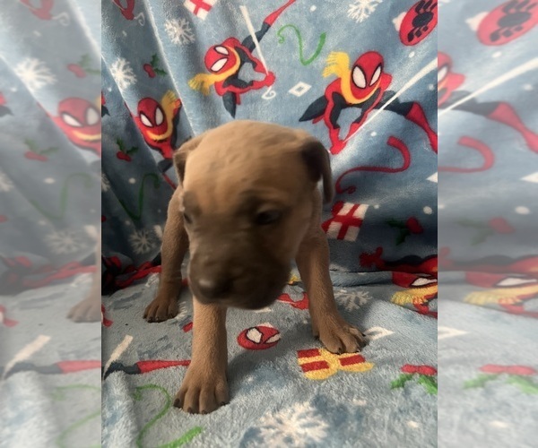 Medium Photo #9 Cane Corso Puppy For Sale in FREDERICKSBURG, VA, USA