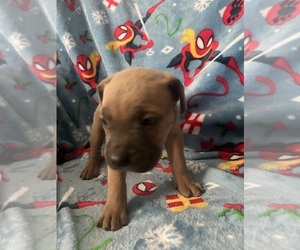 Medium Cane Corso