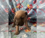 Puppy Puppy 8 Cane Corso