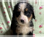 Small Photo #2 Bernese Mountain Dog Puppy For Sale in DUNDEE, OH, USA