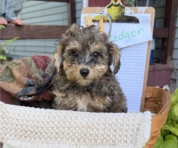 Medium Photo #2 Yorkshire Terrier Puppy For Sale in THORP, WI, USA