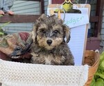 Small Photo #2 Yorkshire Terrier Puppy For Sale in THORP, WI, USA