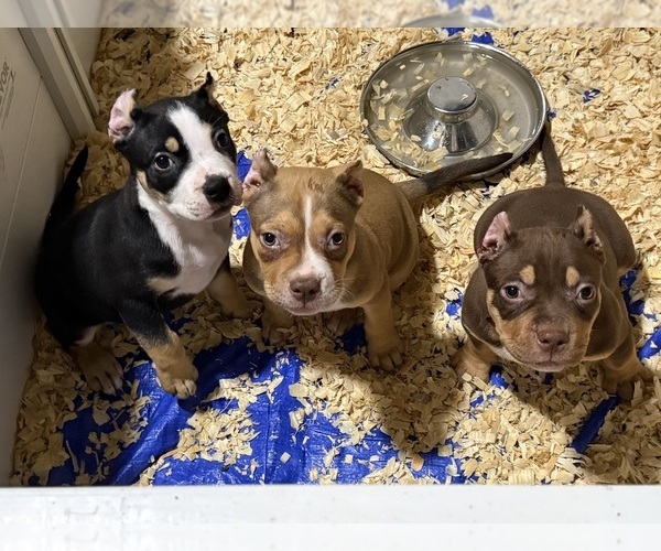 Medium Photo #1 American Bully Puppy For Sale in NEWPORT NEWS, VA, USA
