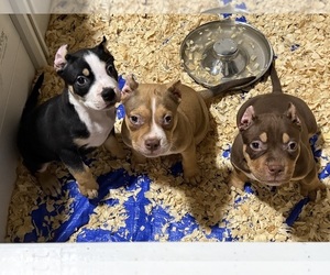American Bully Puppy for sale in NEWPORT NEWS, VA, USA