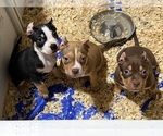 Small American Bully