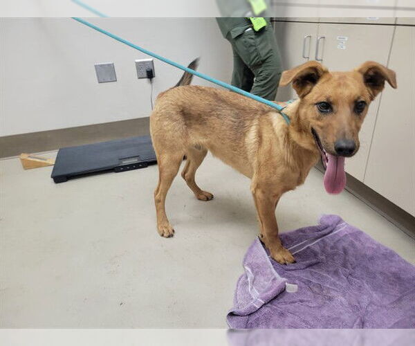 Medium Photo #1 German Shepherd Dog-Unknown Mix Puppy For Sale in McKinleyville, CA, USA