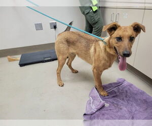 German Shepherd Dog-Unknown Mix Dogs for adoption in McKinleyville, CA, USA