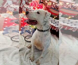 Boxer-Unknown Mix Dogs for adoption in Amarillo, TX, USA