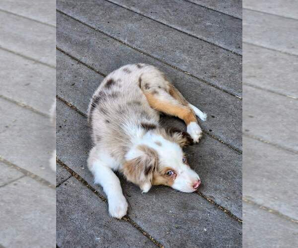 Medium Photo #1 Miniature Australian Shepherd Puppy For Sale in CARVER, MN, USA