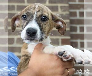 Mutt Dogs for adoption in Washington, DC, USA