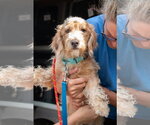 Small #3 Doxiepoo (Standard)