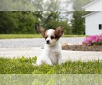 Small Photo #6 Papillon Puppy For Sale in SEBRING, OH, USA
