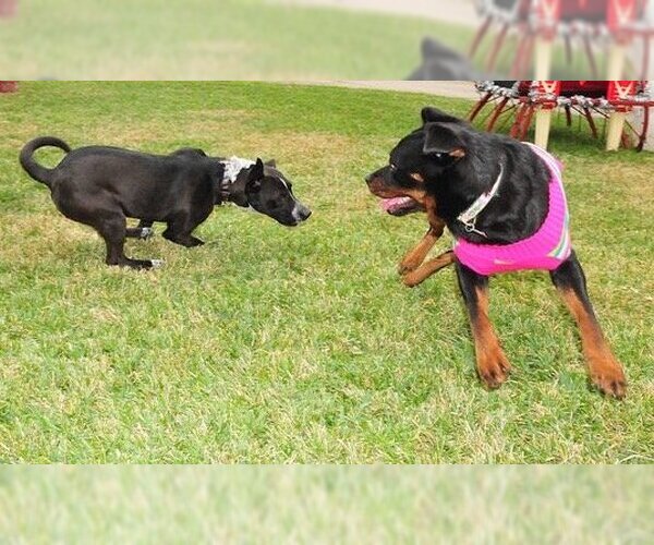 Medium Photo #40 Mutt Puppy For Sale in Houston, TX, USA