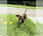 Small #3 Dachshund Mix