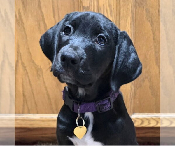 Medium Photo #1 Colonial Cocker Spaniel-Retriever  Mix Puppy For Sale in Fargo, ND, USA