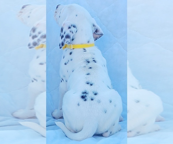 Medium Photo #12 Dalmatian Puppy For Sale in CAPE MAY COURT HOUSE, NJ, USA