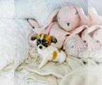 Small #30 Chihuahua
