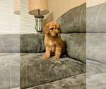 Puppy Maple Goldendoodle (Miniature)