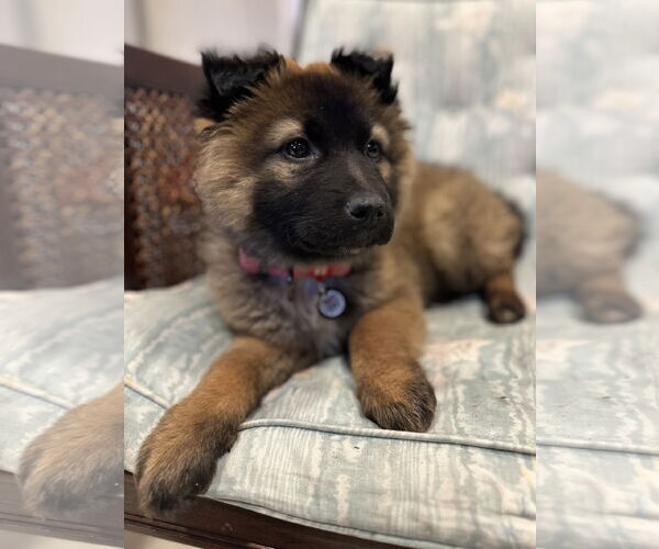 Medium Photo #16 German Shepherd Dog Puppy For Sale in Seattle, WA, USA