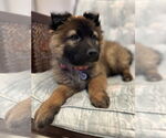 Small #15 German Shepherd Dog