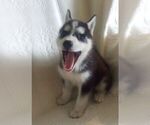 Small Photo #7 Siberian Husky Puppy For Sale in NEOSHO, MO, USA