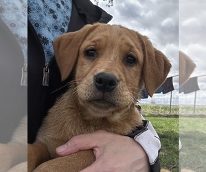 Labrador Retriever Puppy for sale in ALCESTER, SD, USA