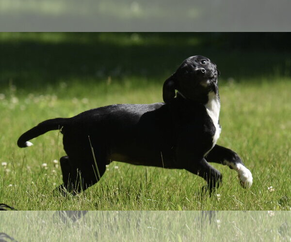 Medium Photo #4 Shepradors Puppy For Sale in Mechanicsburg, PA, USA