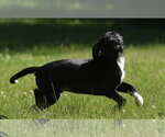 Small #3 Shepradors