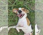 Small #3 Beagle Mix