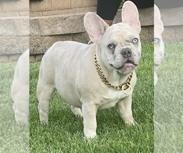 Medium Photo #1 French Bulldog Puppy For Sale in HAYWARD, CA, USA
