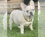 Small Photo #1 French Bulldog Puppy For Sale in HAYWARD, CA, USA